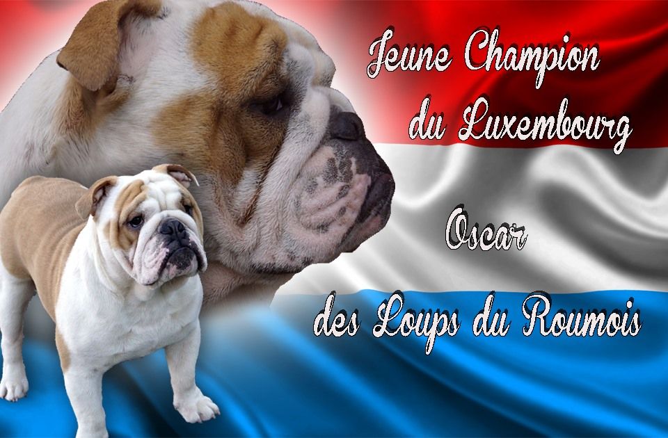 Oscar Des Loups Du Roumois